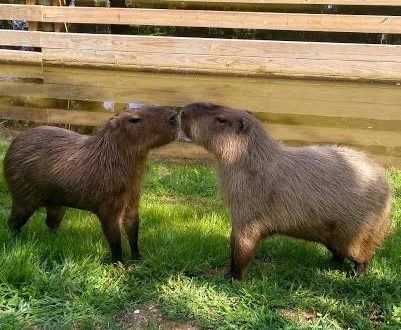 1.4-zoo-capybaras-2.jpg