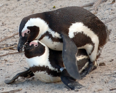 2 penguins boning