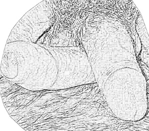 Sketch of two very hairy penises frotting