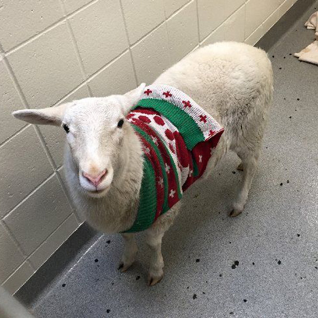 A woolly sheep in a sweater.